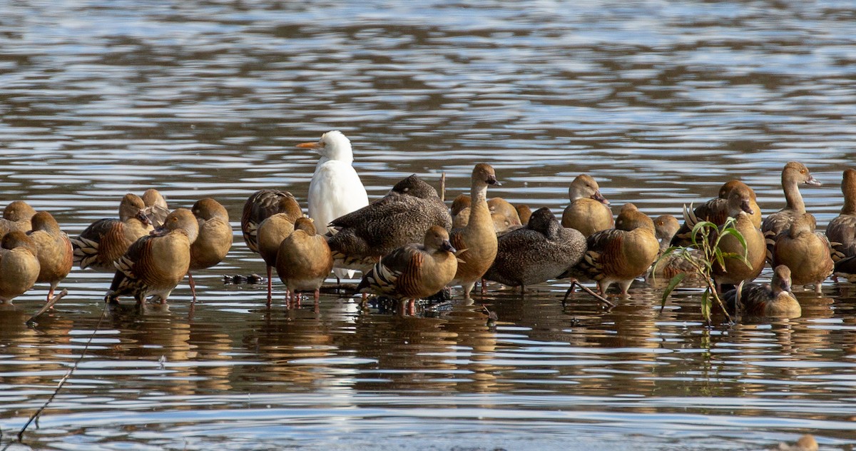 Freckled Duck - ML132504011