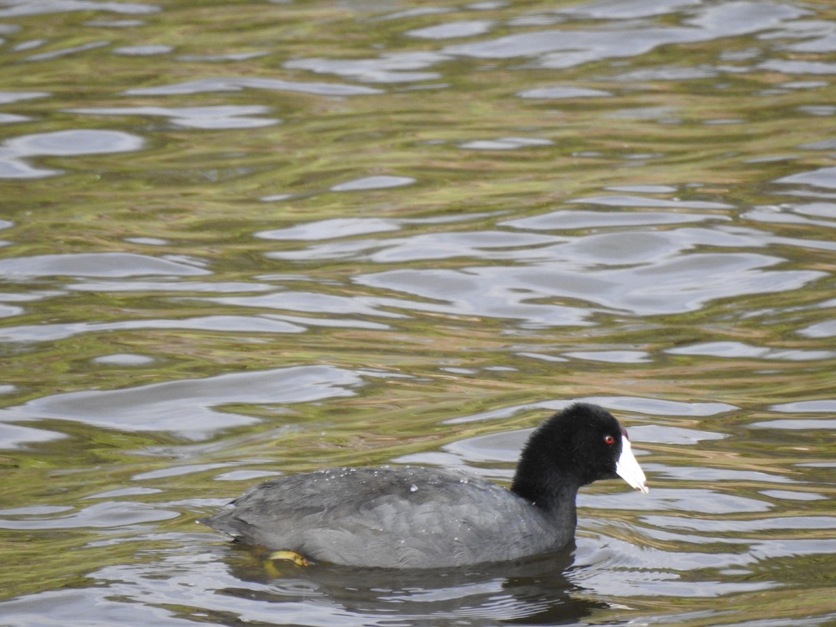 American Coot - Stephen Lacy