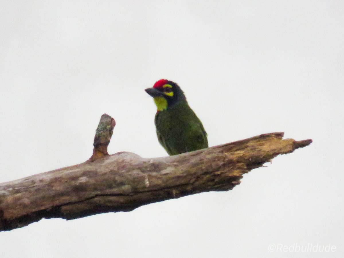 Al Göğüslü Barbet - ML132504651