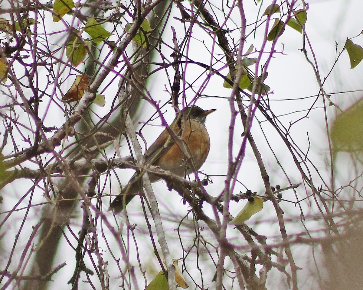 Rufous-backed Robin - ML132505701