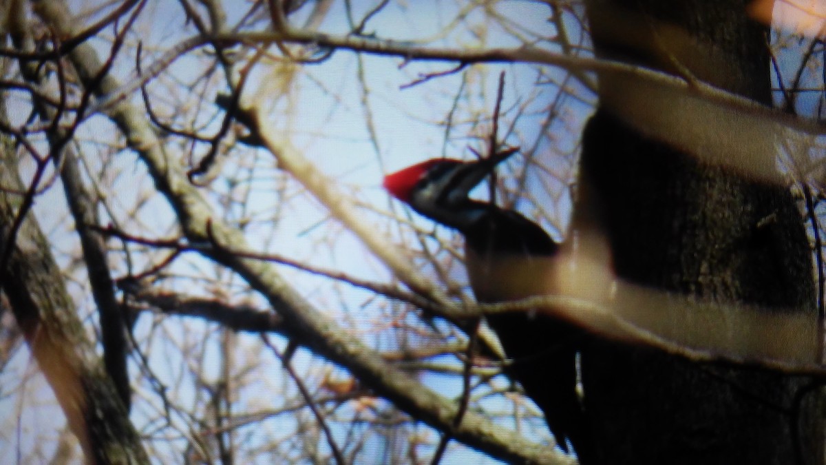Pileated Woodpecker - ML132509651