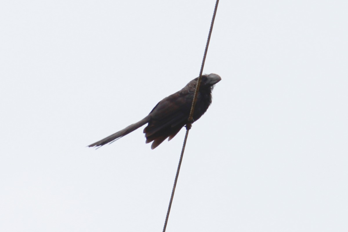 Smooth-billed Ani - ML132510111