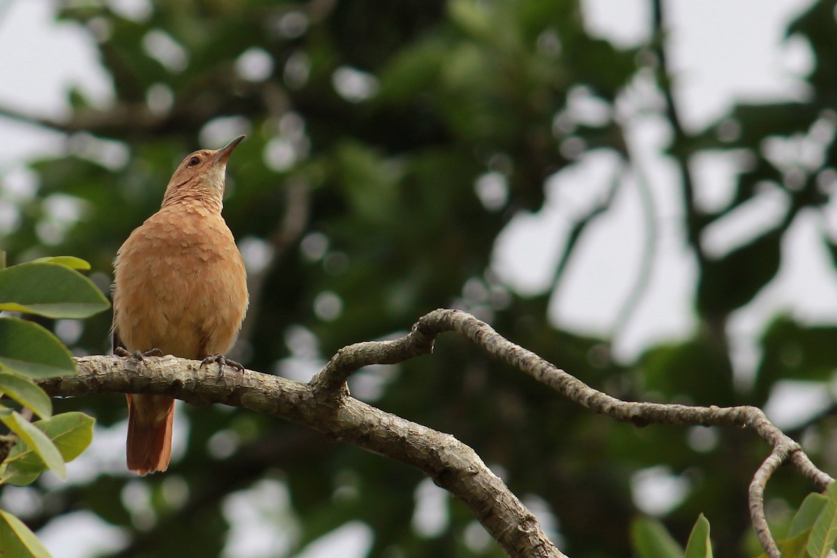 Rufous Hornero - ML132510881