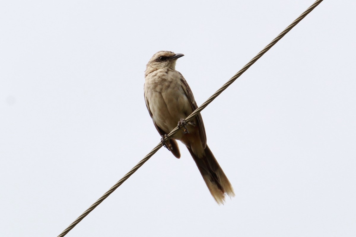 Chalk-browed Mockingbird - ML132511401