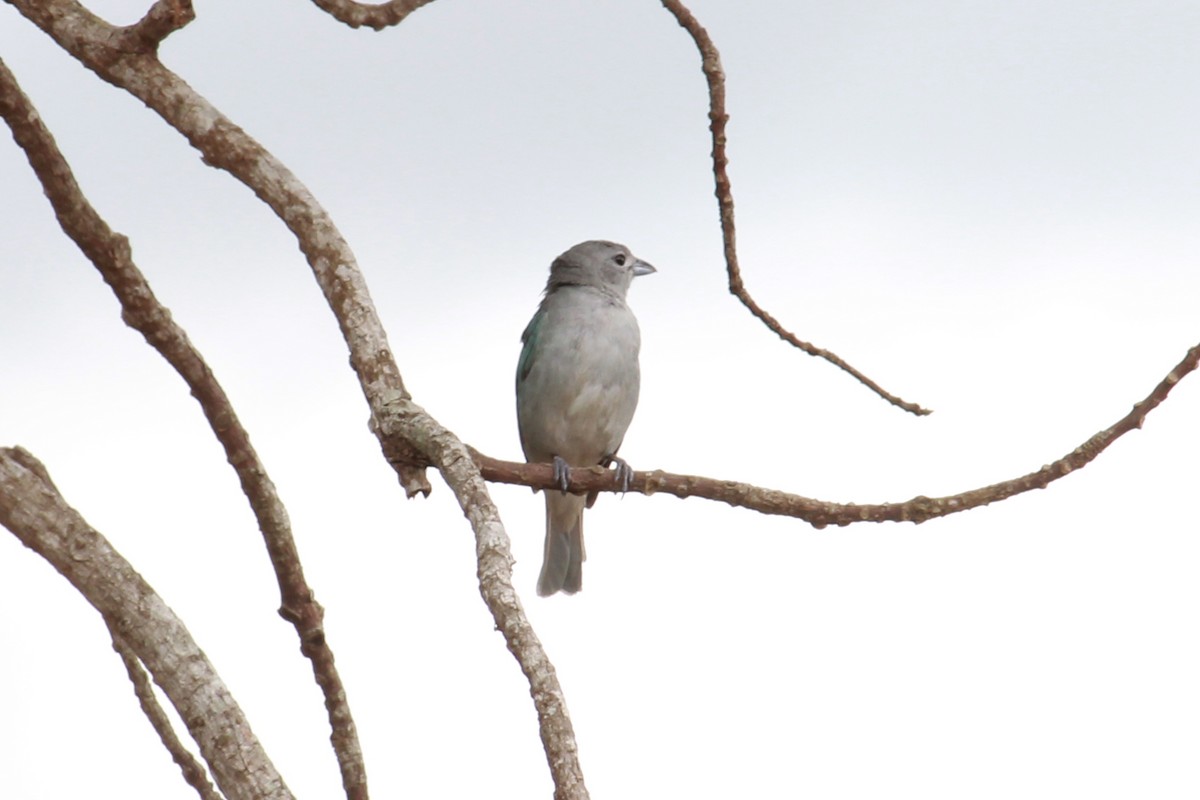 Sayaca Tanager - ML132511551