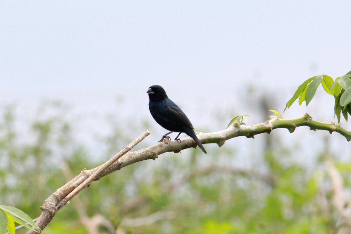 Blue-black Grassquit - Silvia Kamazuka