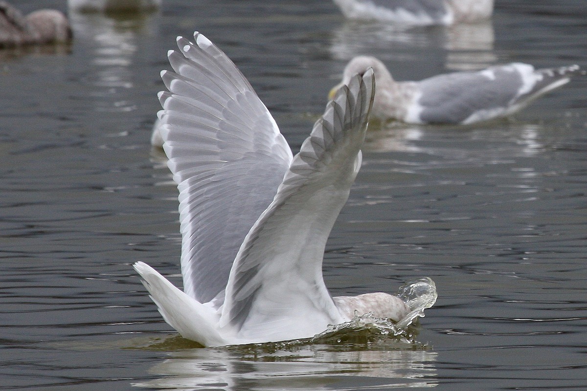 Glaucous-winged Gull - Steve Rottenborn