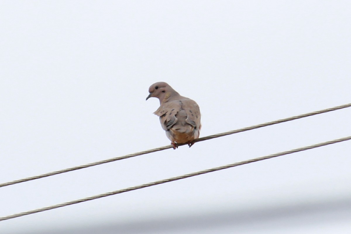 Eared Dove - ML132511851