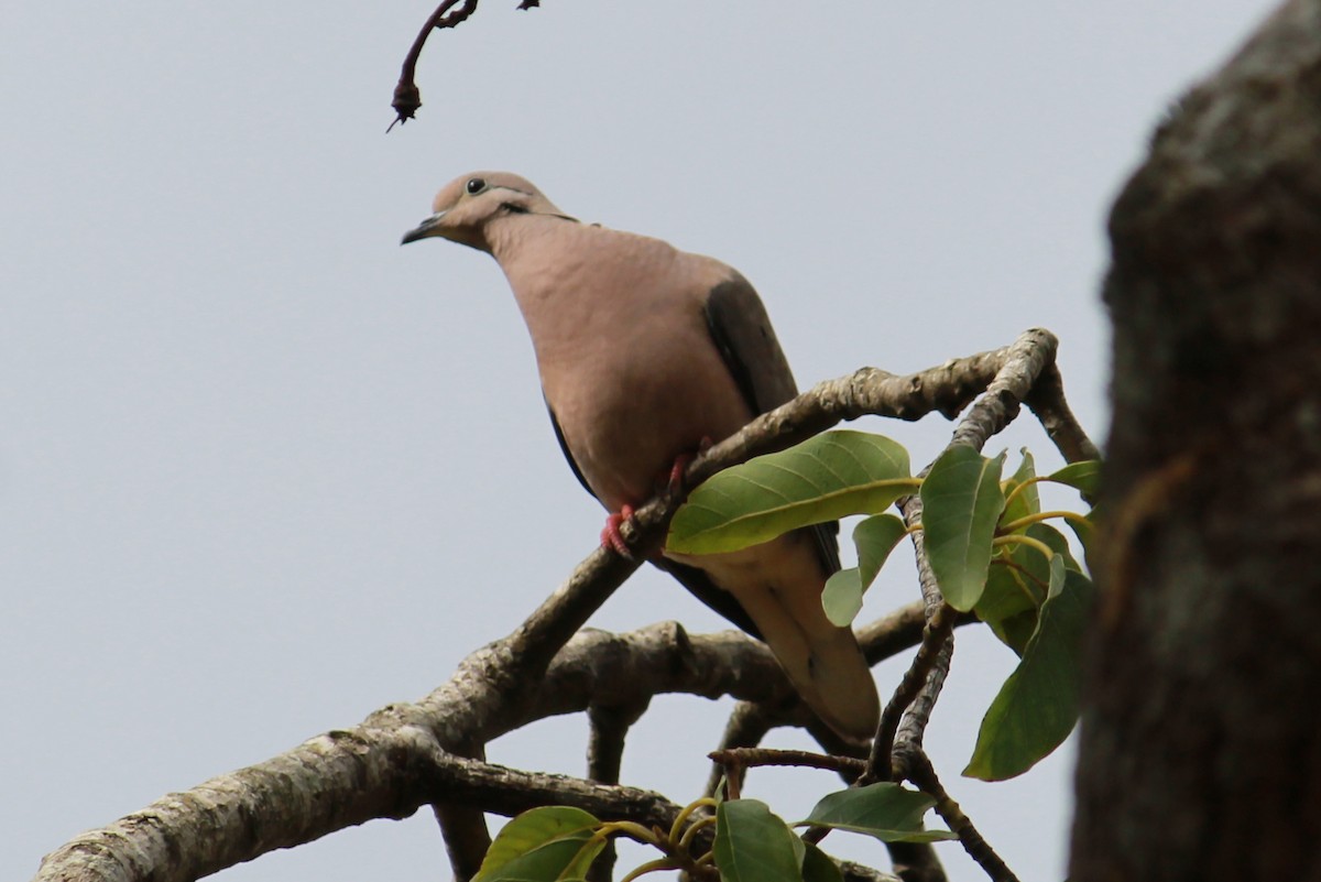 Eared Dove - ML132511861