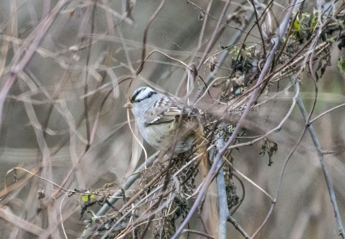 White-crowned Sparrow - ML132513331