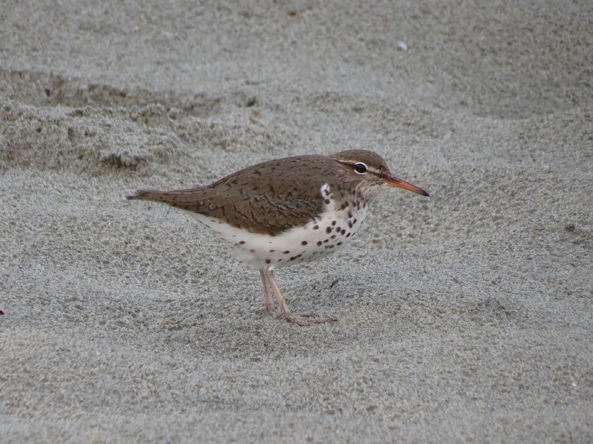 Andarríos Maculado - ML132513341