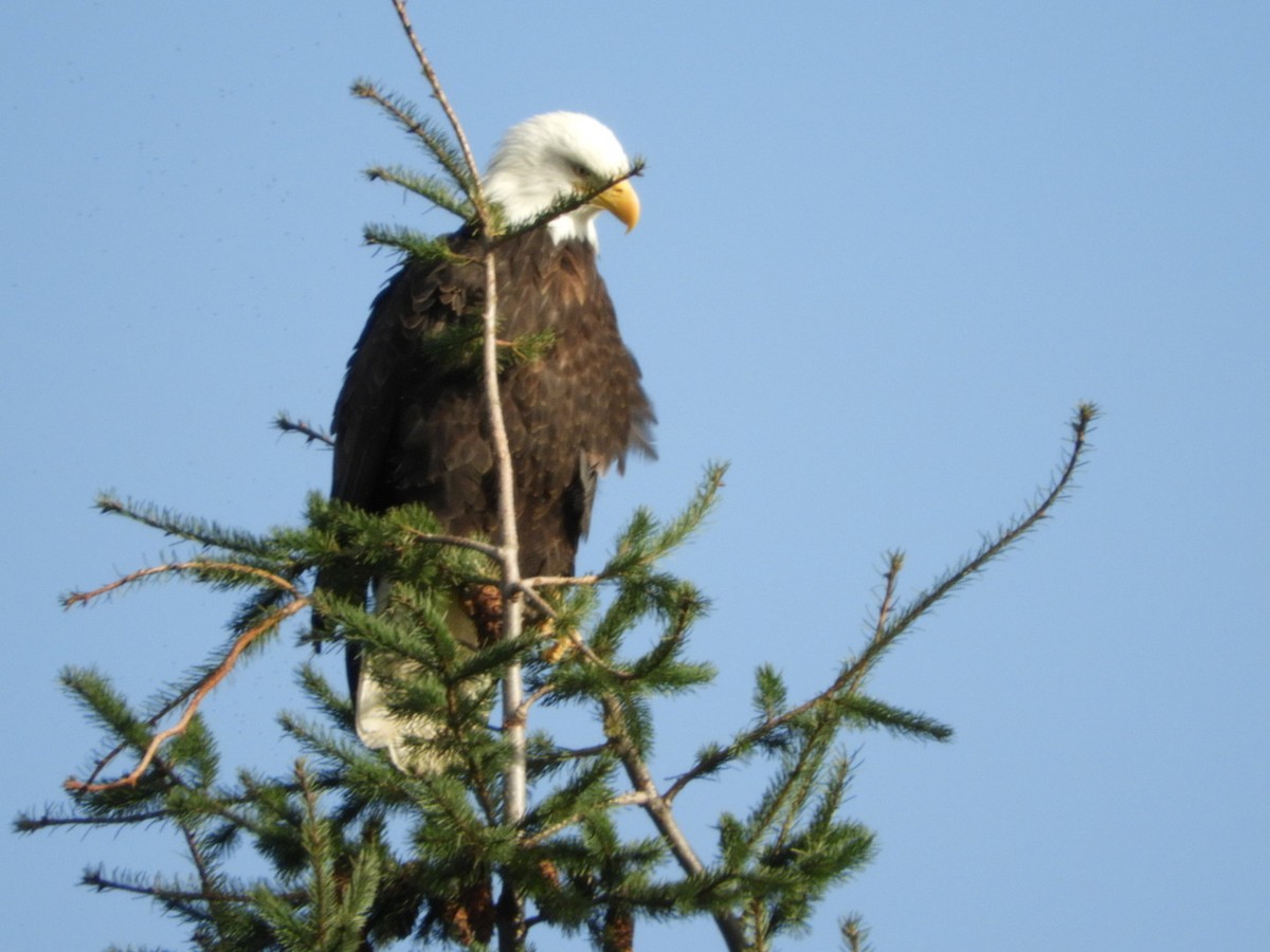 Bald Eagle - ML132513381
