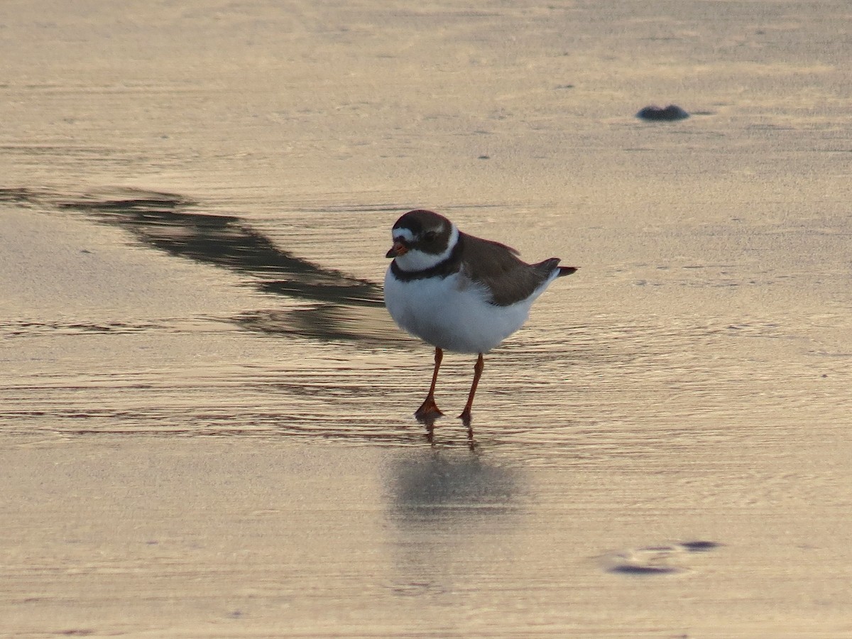 Chorlitejo Semipalmeado - ML132513431