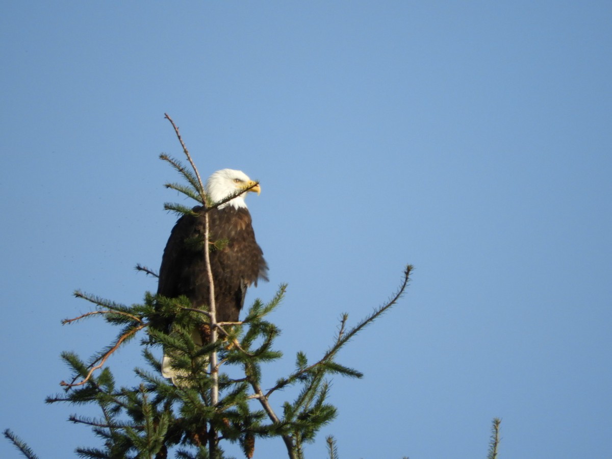 Bald Eagle - ML132513451