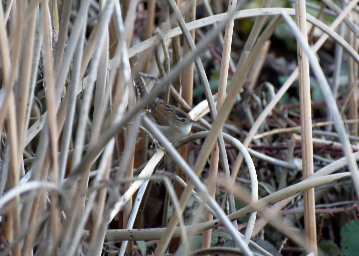 Marsh Wren - ML132513681