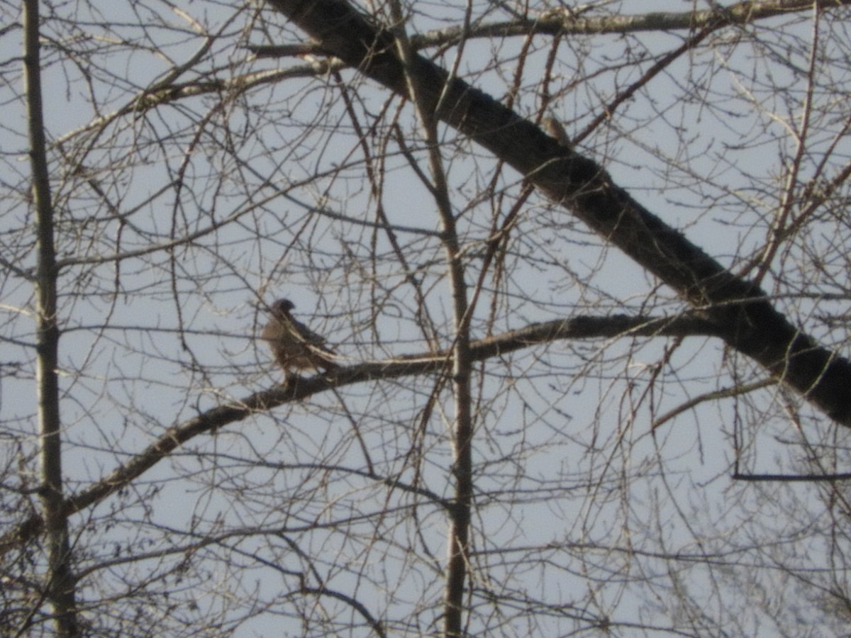 hawk sp. - ML132513961