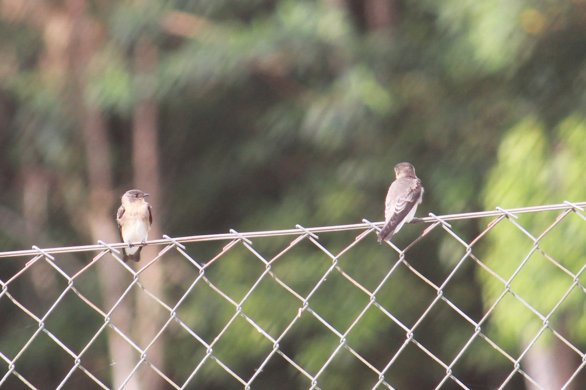 Southern Rough-winged Swallow - ML132514041