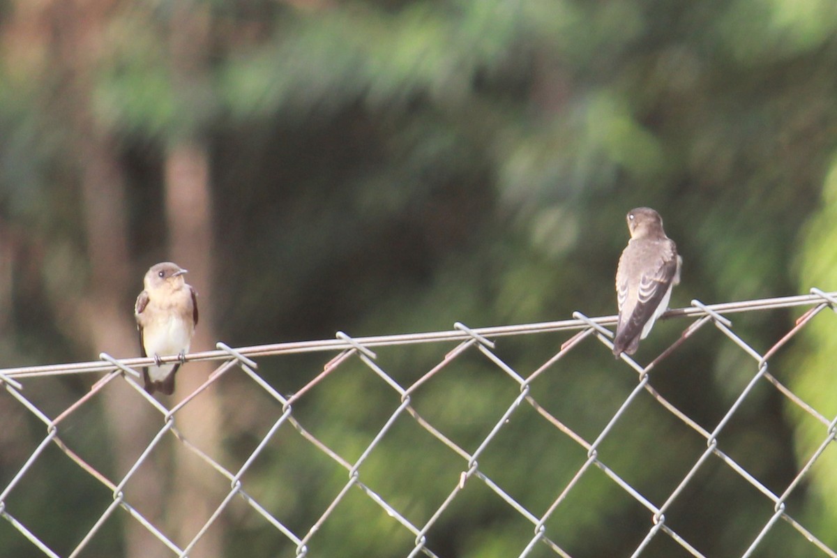Southern Rough-winged Swallow - ML132514051