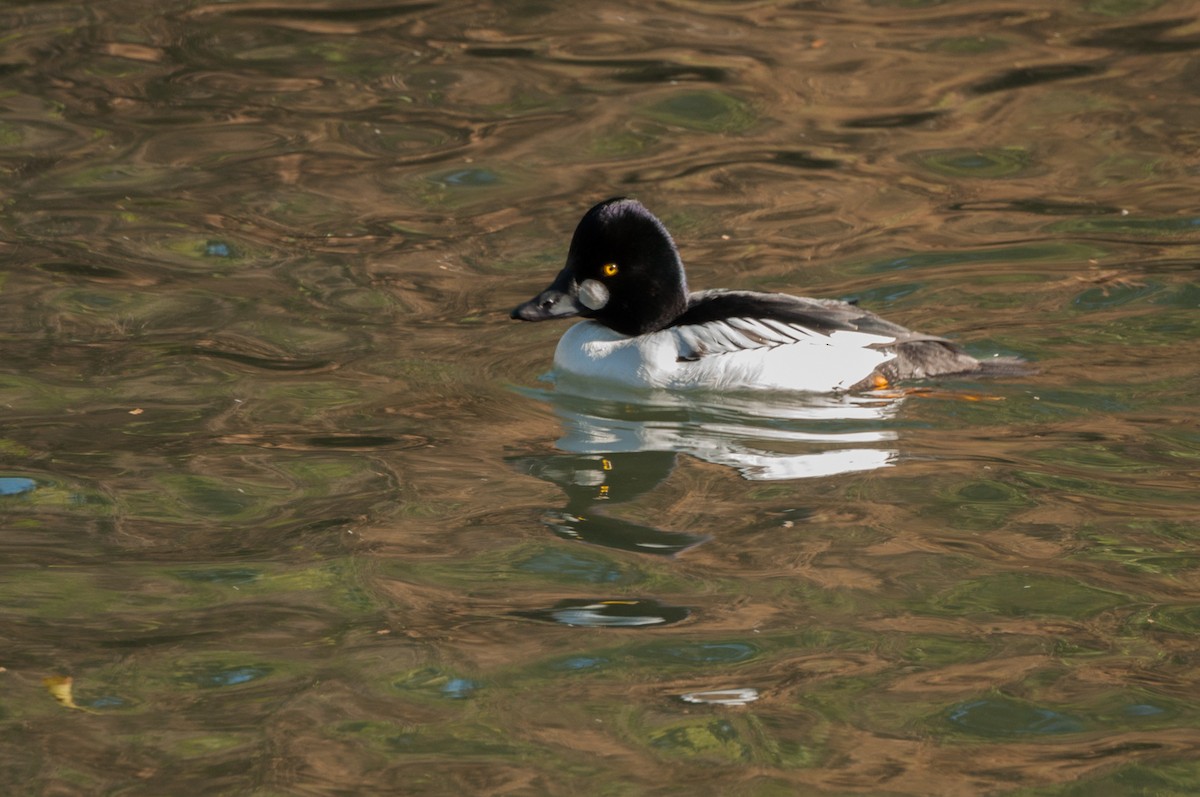 Common Goldeneye - Jeffrey Gray