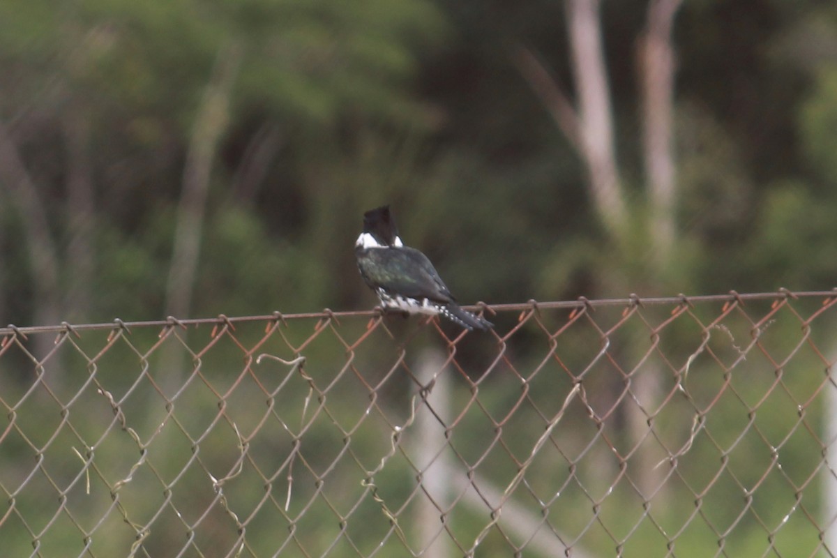 Amazon Kingfisher - ML132514291