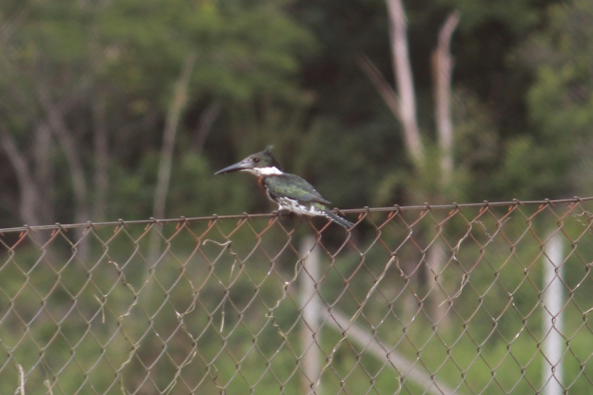 Amazon Kingfisher - ML132514321