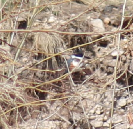 Belted Kingfisher - ML132515741