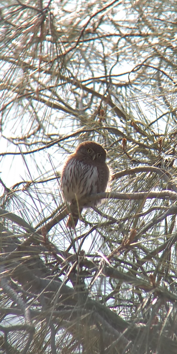 Northern Pygmy-Owl - ML132516931