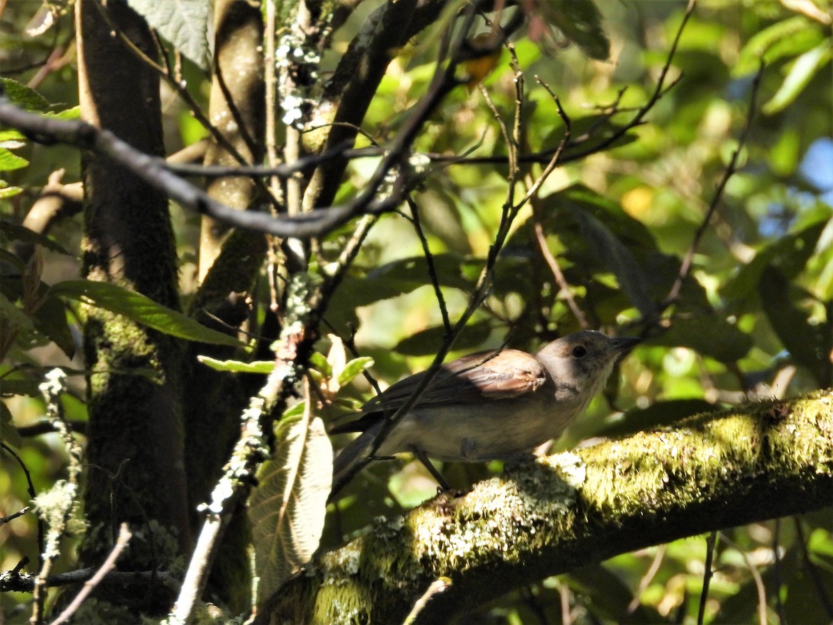 Gray Shrikethrush - ML132517771