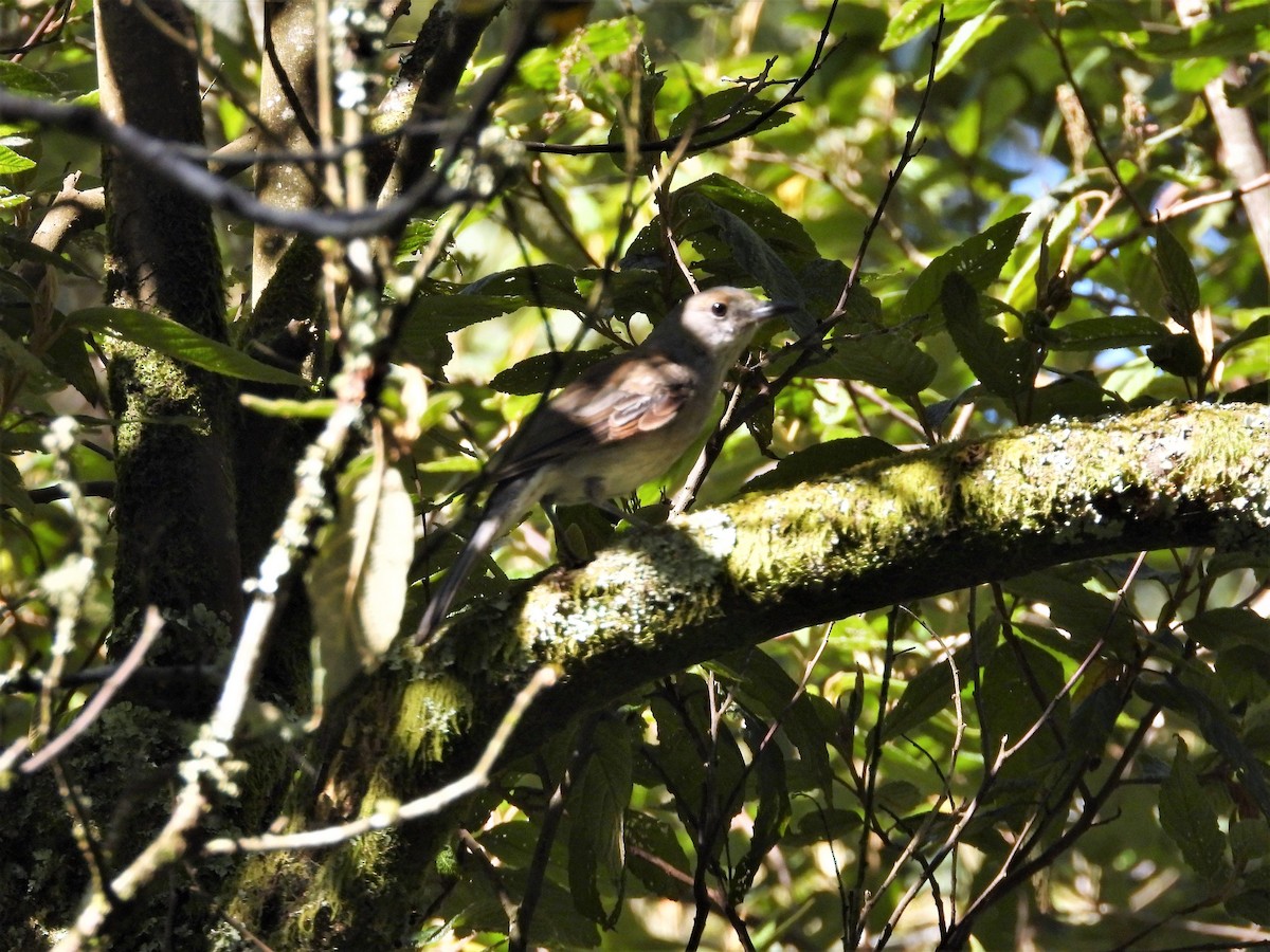 Gray Shrikethrush - ML132517781