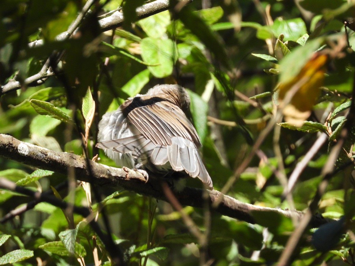 Gray Shrikethrush - ML132517871