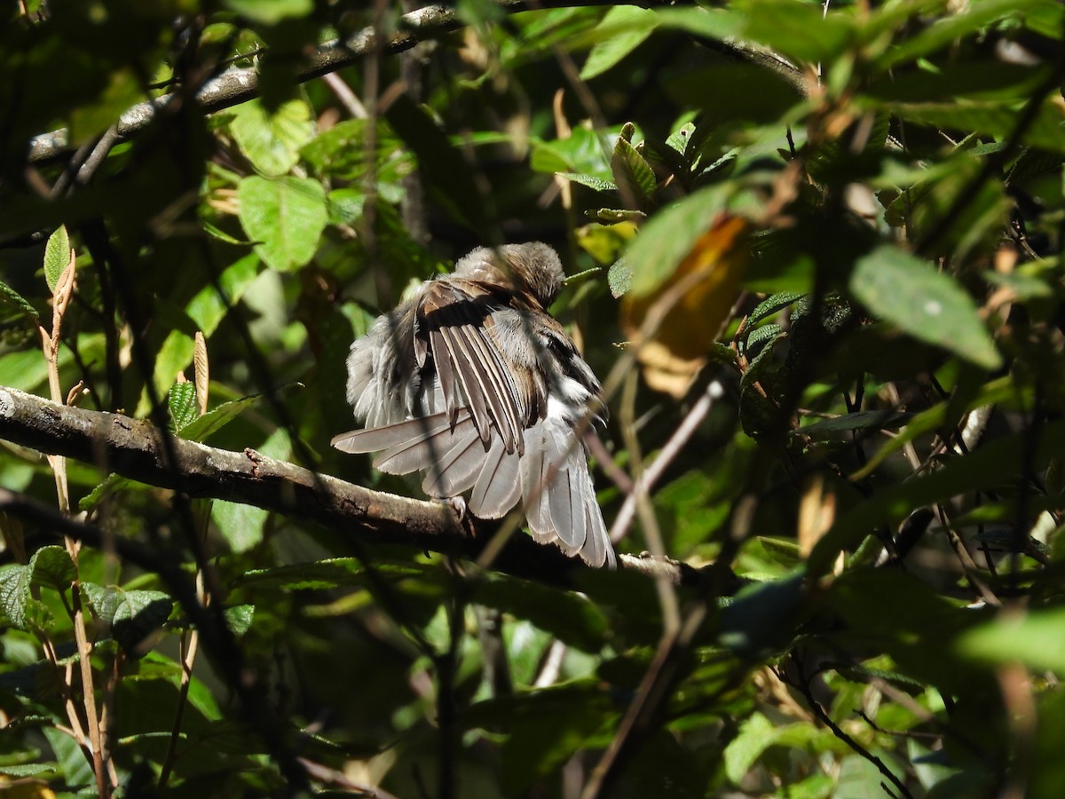 Gray Shrikethrush - ML132517991