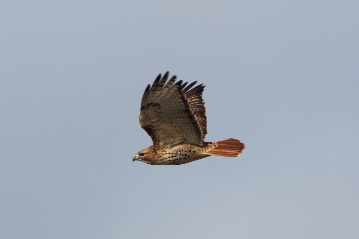 Rotschwanzbussard (abieticola) - ML132519331