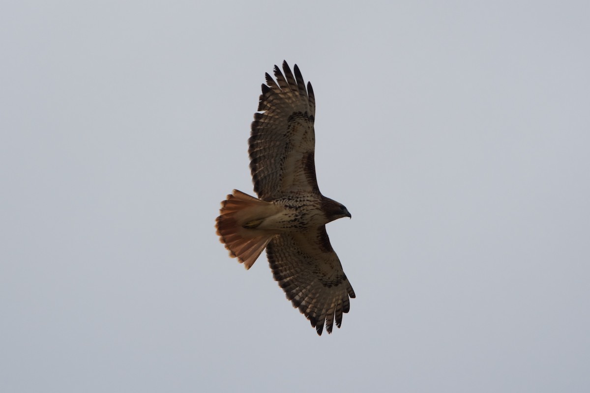 Rotschwanzbussard (abieticola) - ML132519371