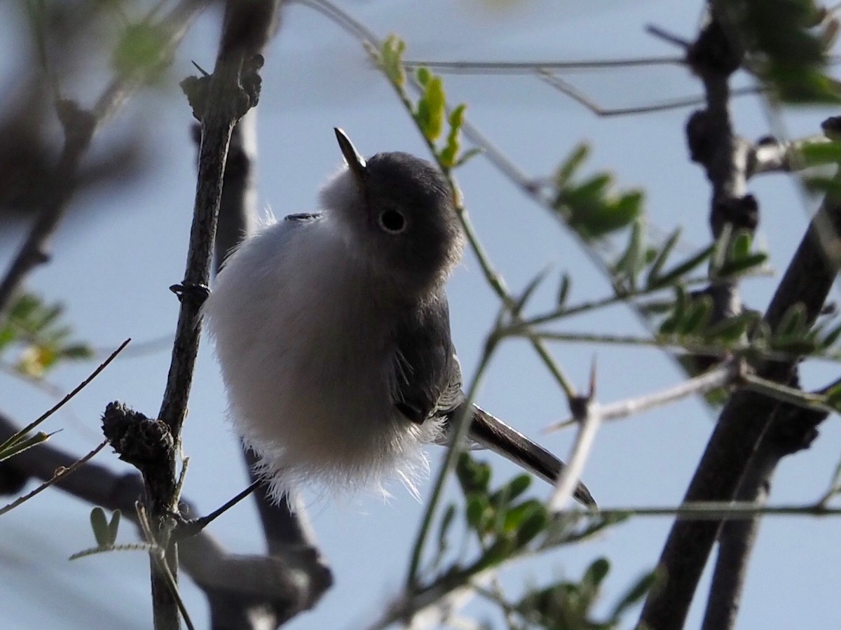 Black-tailed Gnatcatcher - ML132519841