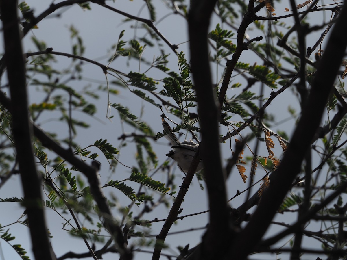 Black-tailed Gnatcatcher - ML132519871