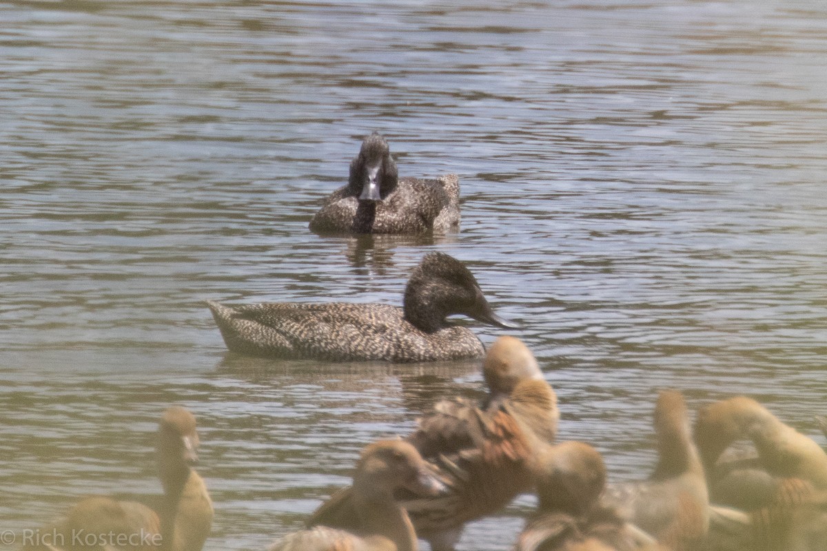 Freckled Duck - ML132523911