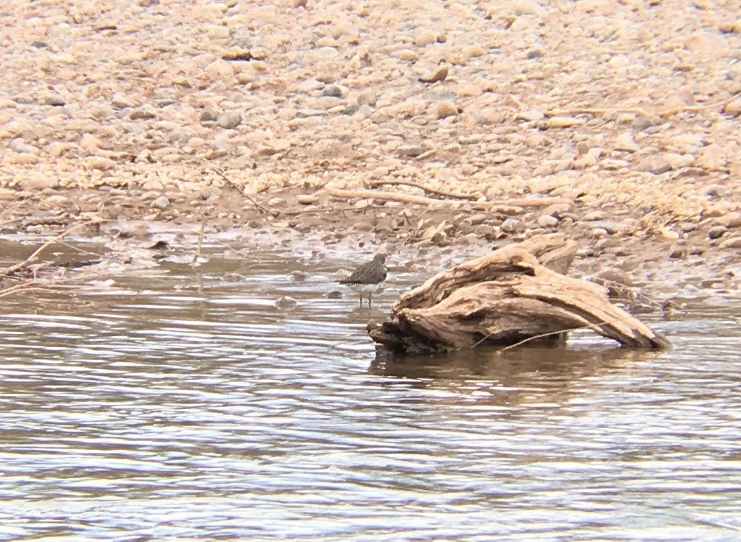 Solitary Sandpiper - ML132525401