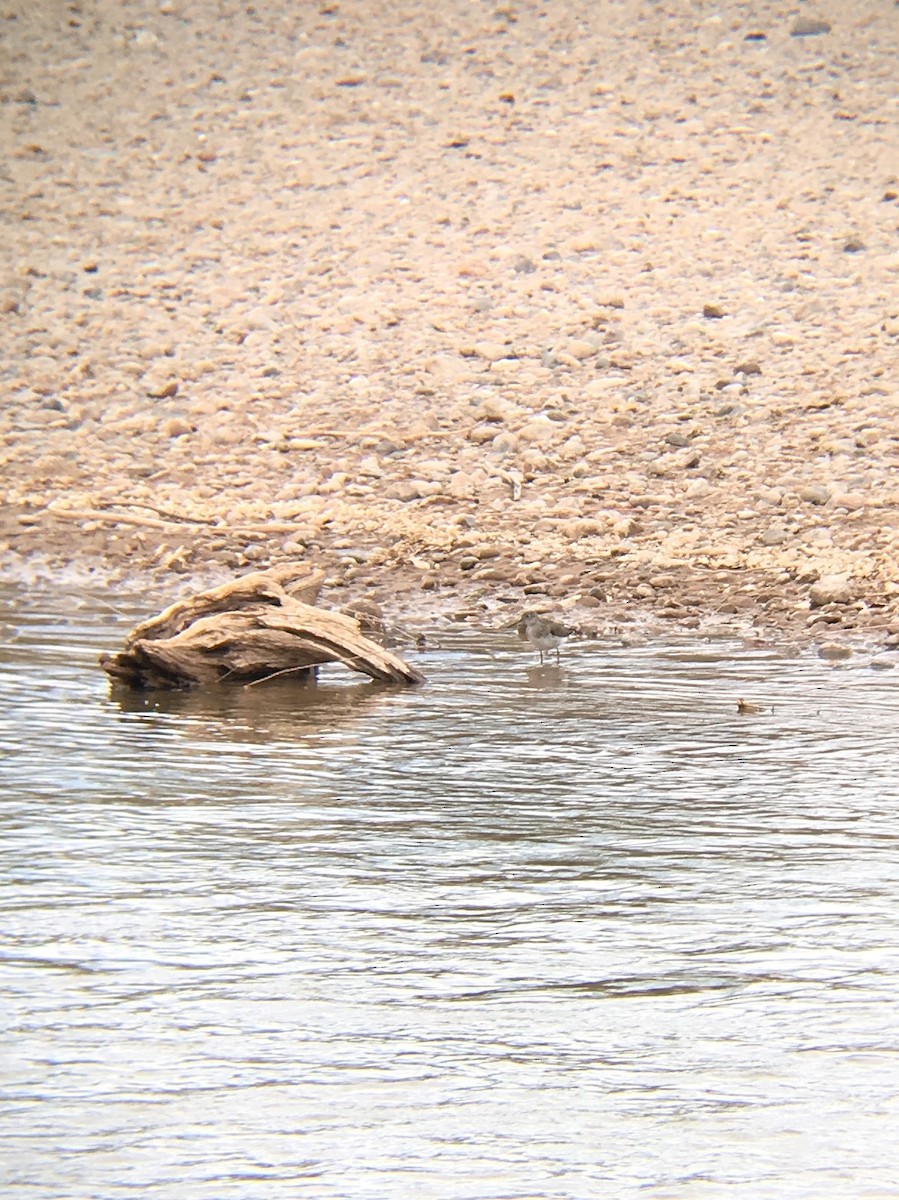 Solitary Sandpiper - ML132525471