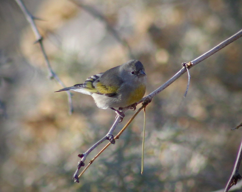 Lawrence's Goldfinch - ML132525761