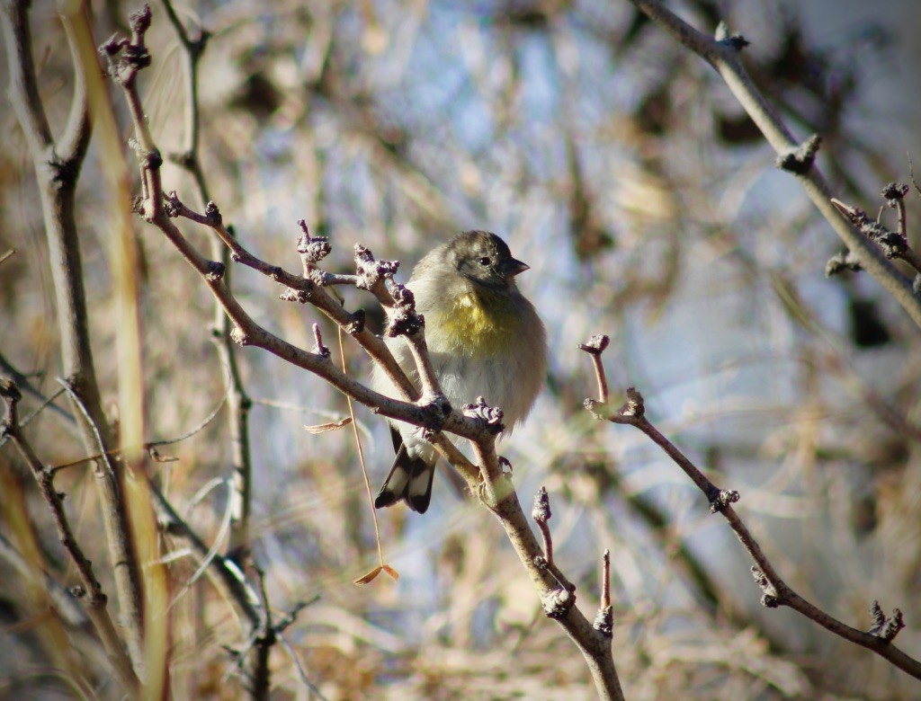 Lawrence's Goldfinch - ML132526051