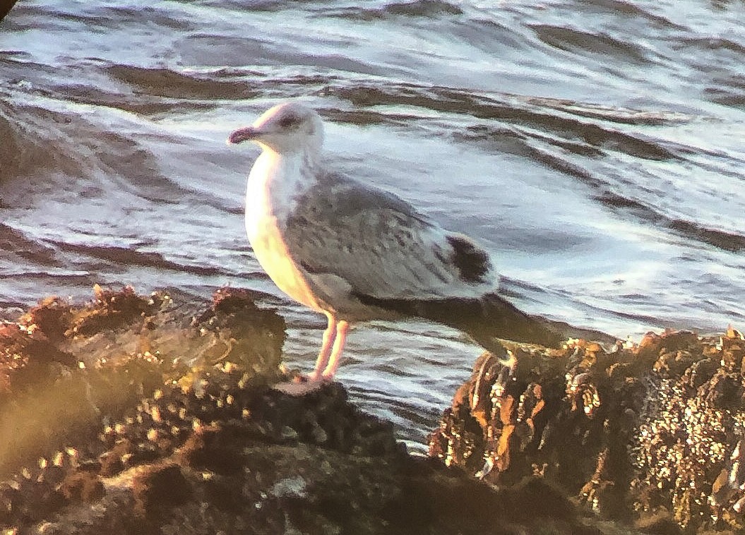 Slaty-backed Gull - ML132526891