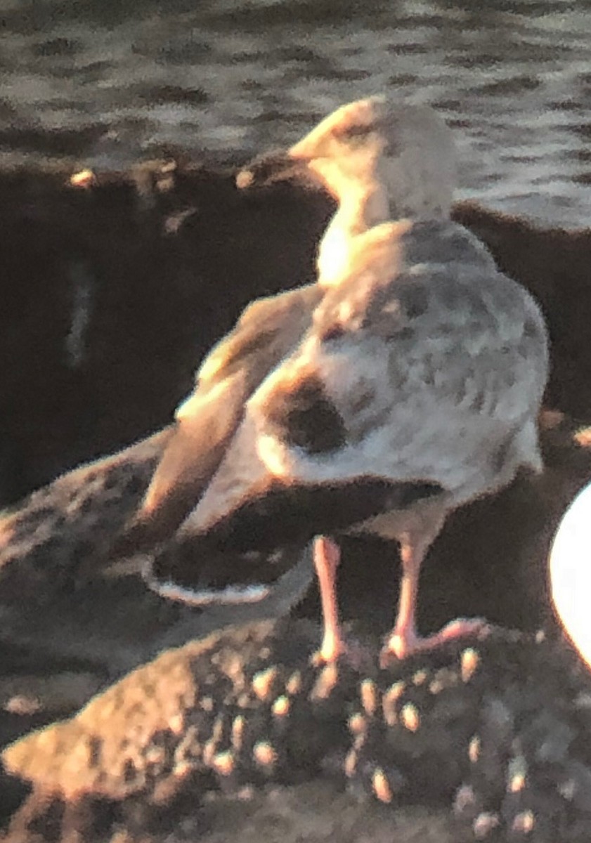 Slaty-backed Gull - Blake Matheson