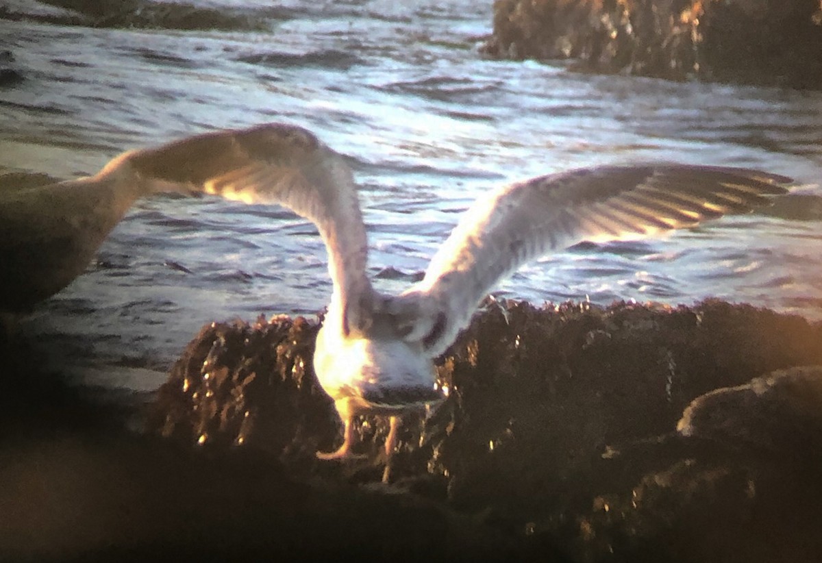 Slaty-backed Gull - ML132526941