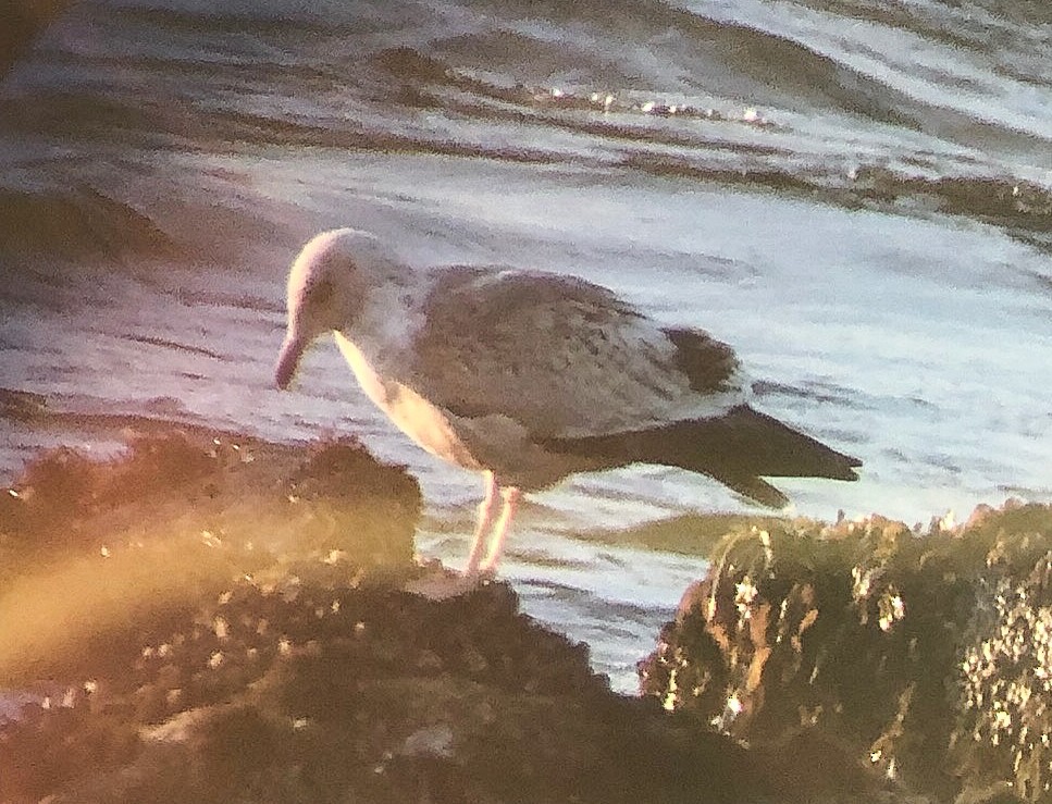 Slaty-backed Gull - Blake Matheson