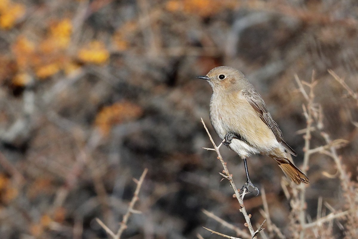 White-winged Redstart - ML132527081