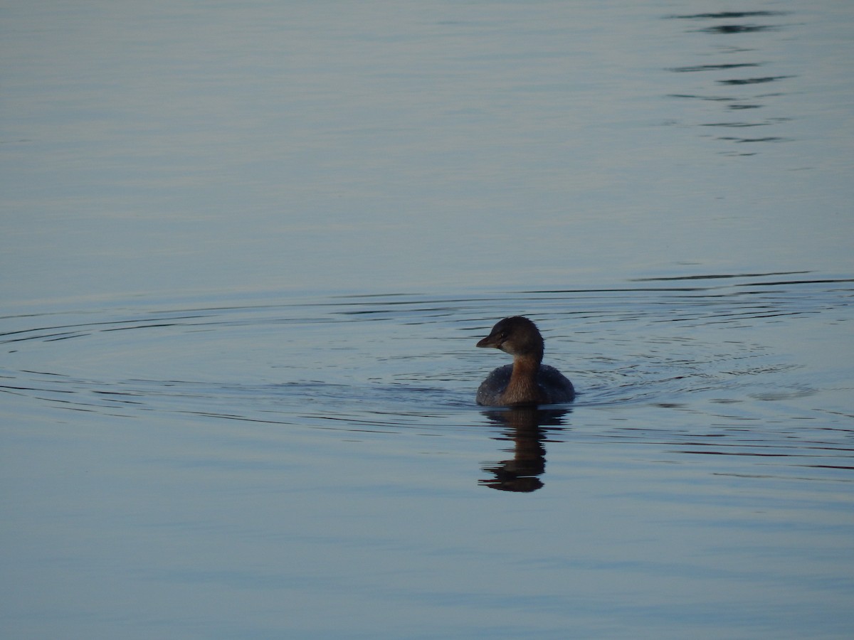 Pied-billed Grebe - ML132527991