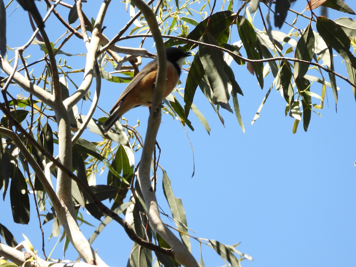 Rufous Whistler - ML132528011