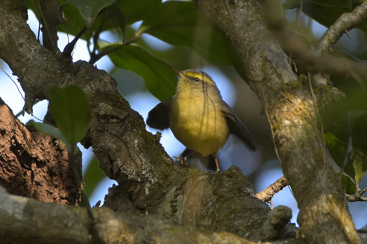 Sulphur-bellied Warbler - ML132528441