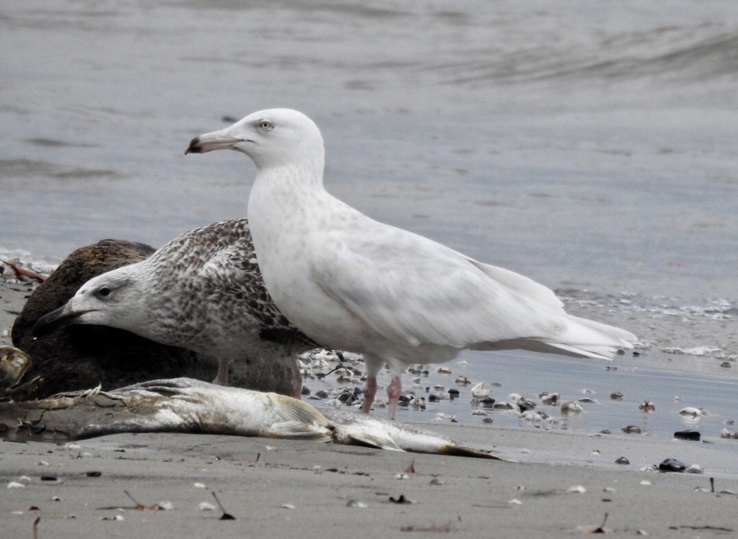 Glaucous Gull - Candy Giles