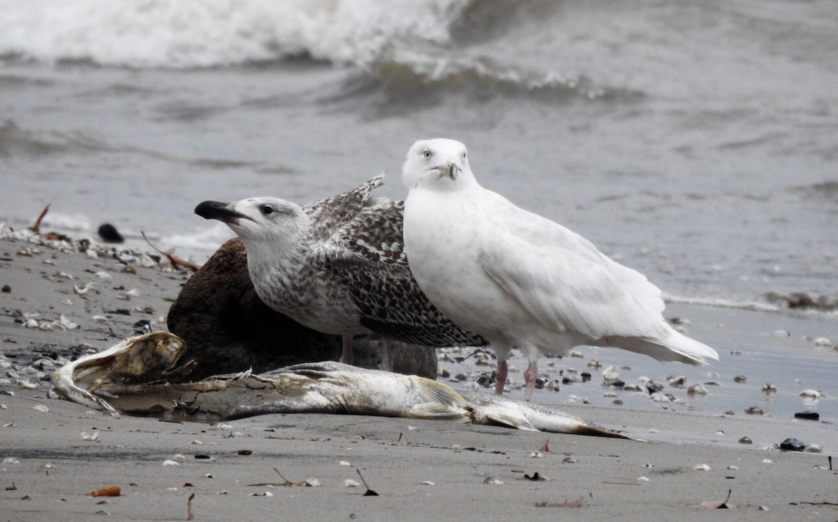 Glaucous Gull - Candy Giles